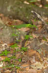 Licorice bedstraw